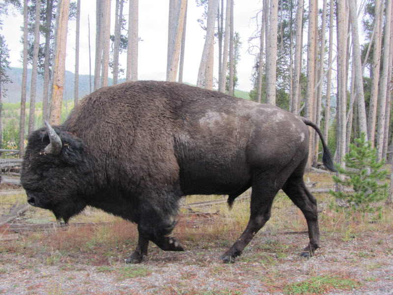  Bison 