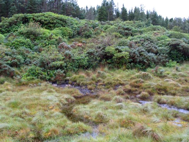  Reay Forest 