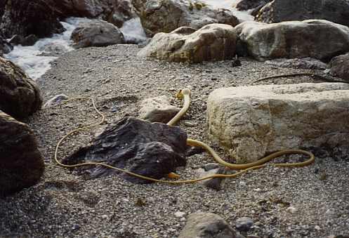  Kelp 